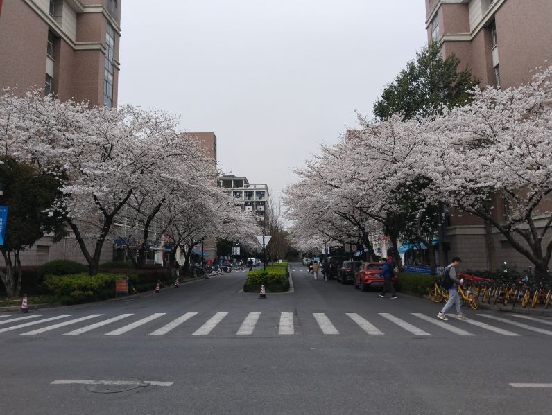 春季的浙大蓝田学园与樱花，繁花似是星辰落满地